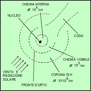 Figura 18 - La chioma (disegno non in scala)